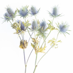Sea holly thistles taken on a lightbox 
