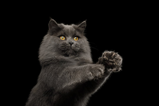 Portrait of Playful Gray Cat with stratched paws want catch on Isolated Black Background