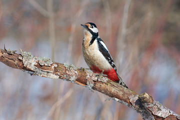 Great spotted woodpecker sits on a branch covered with flaky bark, posing on a beautiful background of morning forest.