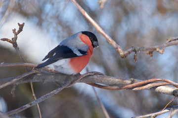 Eurasian bullfinch sits on a branch of a wild apple entwined with a wild vine.