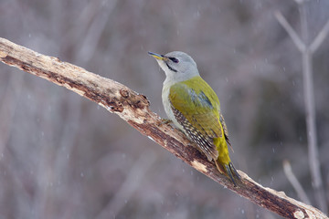 Grey-headed woodpecker sits on a dry oak branch in a forest park under falling snow.