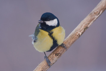 Great tit sits on a branch with an open beak in a forest park (foggy spring morning).