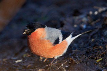 Eurasian bullfinch sits on the ground and peels off sunflower seeds.