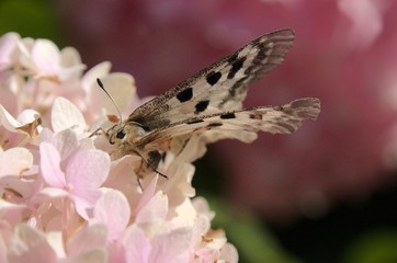 Parnassius apollo; Apollo Butterfly, Swiss Alps