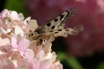Parnassius apollo; Apollo Butterfly, Swiss Alps