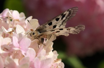 Parnassius apollo; Apollo Butterfly, Swiss Alps