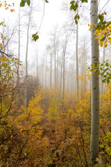 Aspens rise into a misty sky as the first snow falls in Colorado on a cool fall day