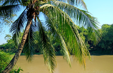 Riverside coconut palm tree with bunch of young coconut fruits in the sunlight 