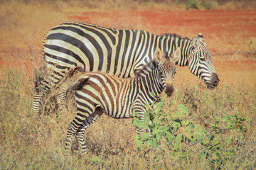 Portraits of African zebras. Tsavo National Park, Kenya