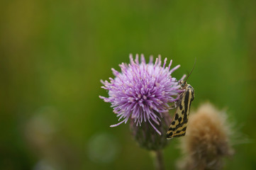 Ackerwinden-Bunteulchen 