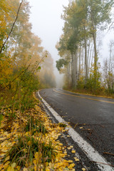 Yellow aspen leaves line a paved curvy mountain road on a moody Colorado autumn day