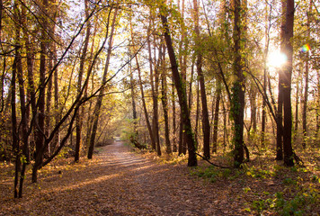 Fototapeta premium Landscape golden autumn forest