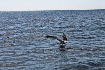seagull in flight