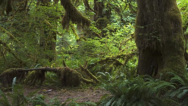 a tilt up clip of a bigleaf maple tree in hoh rainforest at olympic national park of the us pacific northwest