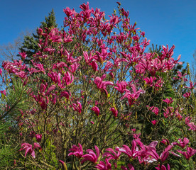 Lot of large pink flowers and buds Magnolia Susan (Magnolia liliiflora x Magnolia stellata)  on a...