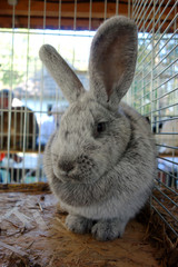 Exhibition rabbit in a cage