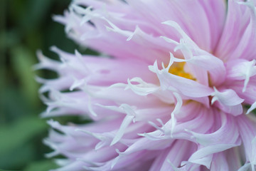 Fototapeta na wymiar Gentle lilac dahlia flower on the bush