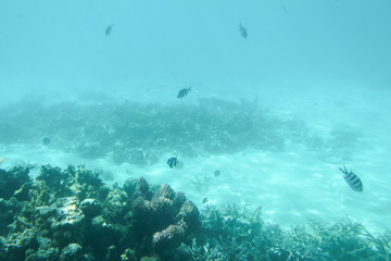 Fototapeta na wymiar tropical water underwater fish wild