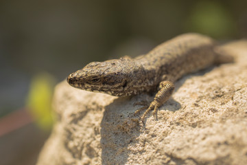 Naklejka na ściany i meble The sand lizard (Lacerta agilis) is a lacertid lizard. An old lizard resting on a rock on a Sunny day. The wise reptile, enjoy the passing life.