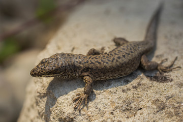 The sand lizard (Lacerta agilis) is a lacertid lizard. An old lizard resting on a rock on a Sunny day. The wise reptile, enjoy the passing life.