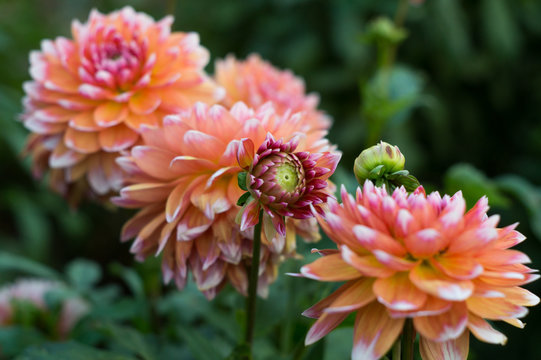 Fototapeta Orange dahlia flower on the bush