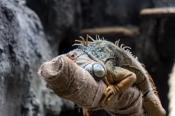 グリーンイグアナ