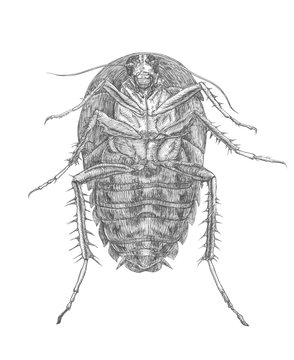 freehand, cockroach, Chukovsky, cockroach, frighten, harmless, evil, good, science, biology, book, children, poems, to be afraid, fear, nightmare, nasty, little, big, feet, mustache, realism, pen, lin