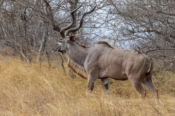 Kudu 11