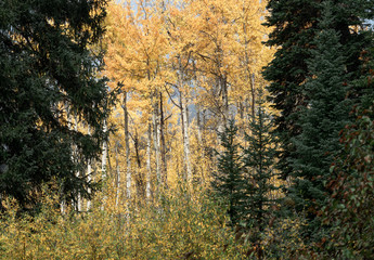 Aspens rise into a misty sky as the first snow falls in Colorado on a cool fall day