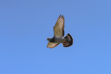 Homing pigeon flying with its wings wide in the blue sky.