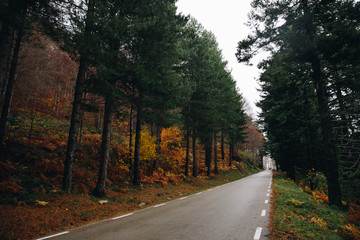 Autumn Background of a road in the forest of Germany