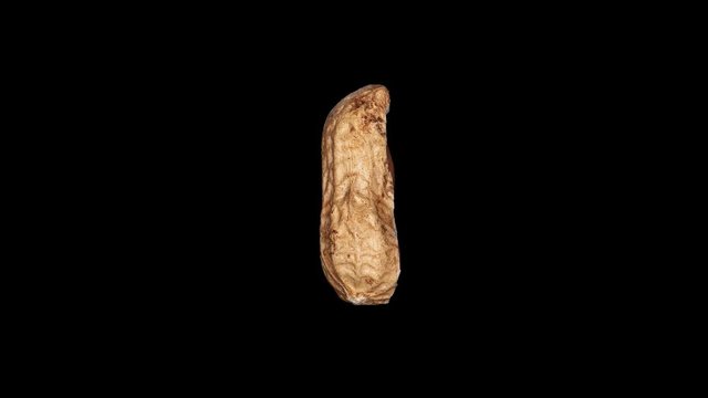 spinning unpeeled peanut on black background