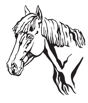 Decorative portrait of horse vector illustration 4