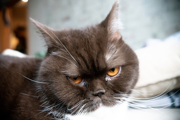 Gray cat, British breed, sad look, close-up