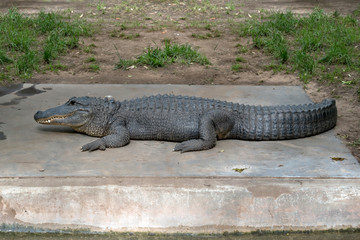 An American alligator