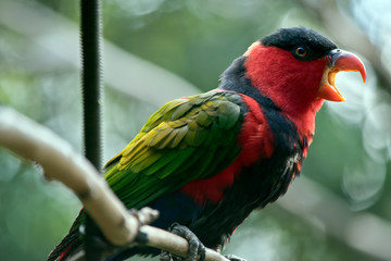 black capped lory