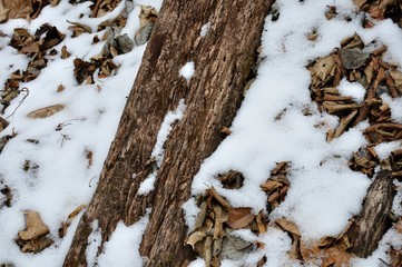 枯木に積もる雪