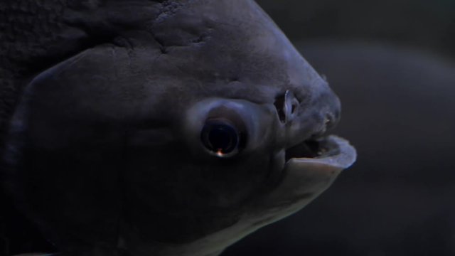 Close up of head of a big South American fresh water fish pacu, Colossoma Macropomum.Fish in aquarium keeps opening and closing its mouth