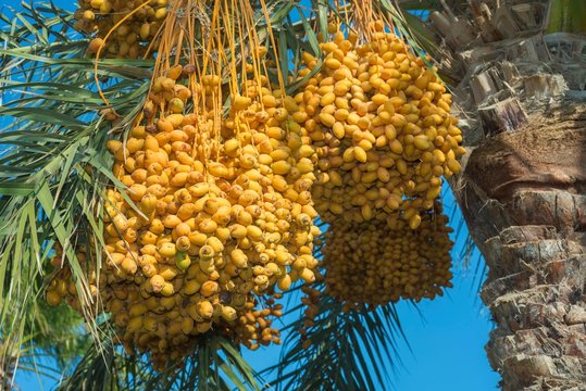Ripe yellow fruits dates on date palm (Phoenix dactylifera), Egypt, Africa