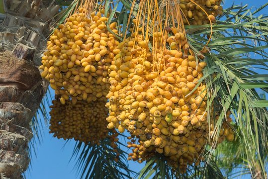 Ripe yellow fruits dates on date palm (Phoenix dactylifera), Egypt, Africa