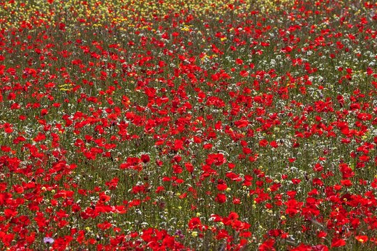 Flower meadow with Corn poppy (Papaver rhoeas) and colorful meadow plants, Barranco de la Mina, at Las Lagunetas, Gran Canaria, Canary Islands, Spain, Europe