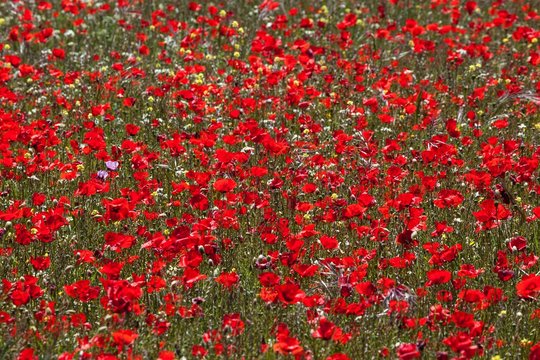 Flower meadow with Corn poppy (Papaver rhoeas) and colorful meadow plants, Barranco de la Mina, at Las Lagunetas, Gran Canaria, Canary Islands, Spain, Europe