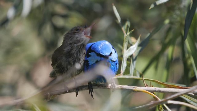 180p slow motion of a female and male splendid fairy wren preening and displaying at a bird park in new south wales, australia