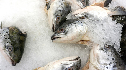 Many Salmon head fish raw on ice sold in supermarkets. Seafood in the shop window. Buy for cooking. food concept. Top view, copy space.