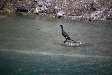 Cormoran dans le Queyras