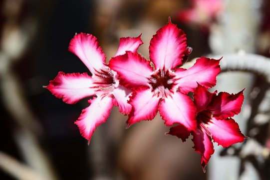 Impala Lily (Adenium multiflorum), blossom, Namibia, Africa