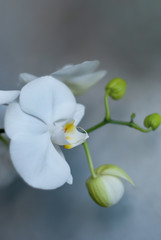 White blooming orchid on a gray background