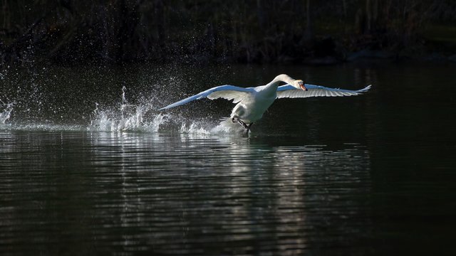 Mute swan (Cygnus olor), male starting from the water, Reintaler See, Tyrol, Austria, Europe