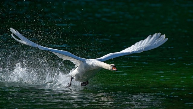 Mute swan (Cygnus olor), male starting from the water, Reintaler See, Tyrol, Austria, Europe