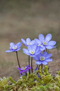Liverworts (Hepatica nobilis) grow on a moss soil, Tyrol, Austria, Europe